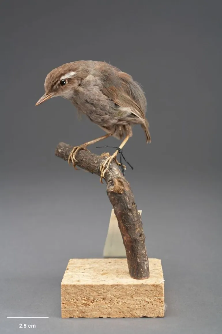 Image: South Island Bush Wren, Xenicus longipes longipes