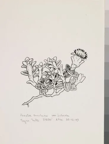 Image: Asteraceae - Haastia sinclairii var. fulvida