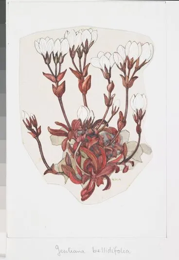 Image: Gentianaceae - Gentiana bellidifolia