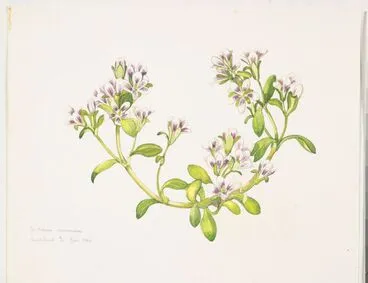 Image: Gentianaceae - Gentiana concinna