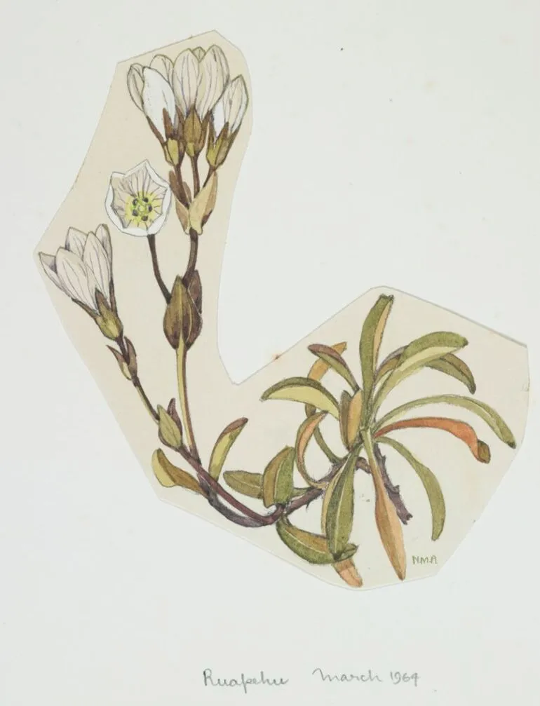 Image: Watercolour illustration of the gentian (Gentiana bellidifolia), Page 13 from “Mountain flowers of New Zealand”
