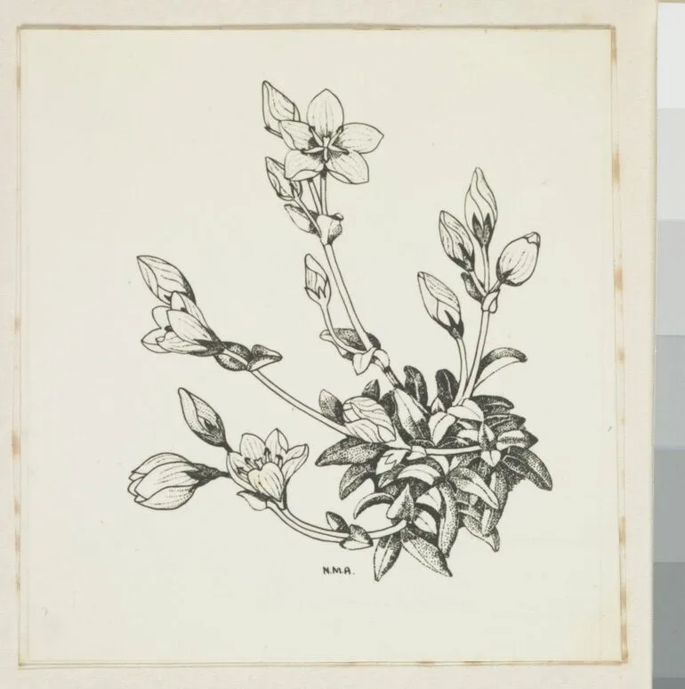 Image: Gentianaceae - Gentiana bellidifolia