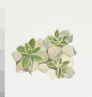 Image: Campanulaceae - Wahlenbergia cartilaginea
