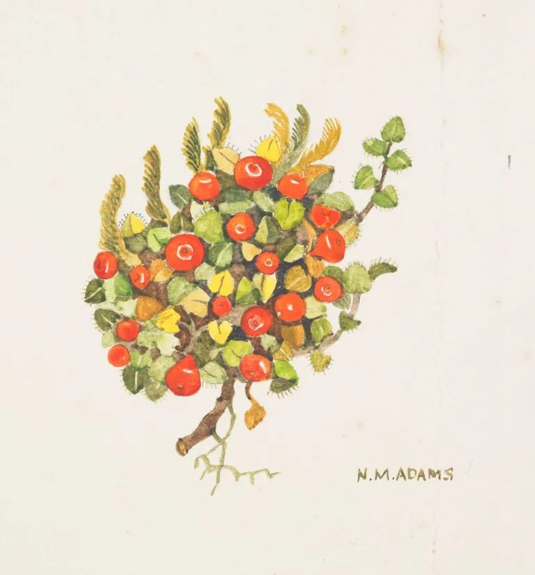 Image: Rubiaceae - Nertera scapanioides