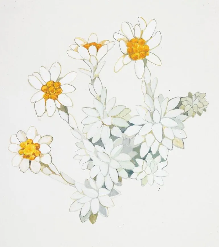 Image: Watercolour illustration of the North Island edelweiss (Leucogenes leontopodium), published on page 48 of 'Mountain Flowers in New Zealand'.