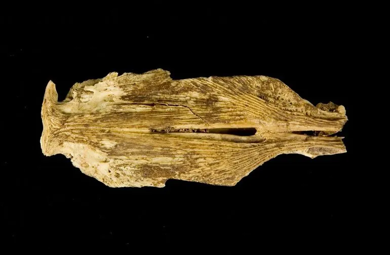 Image: Fish head fragment