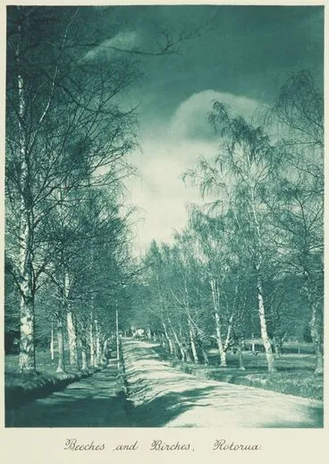 Image: Beeches and birches, Rotorua. From the album: Camera pictures of New Zealand