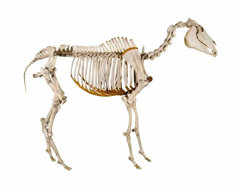 Image: Horse, Equus caballus