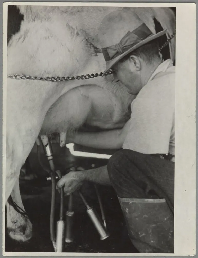 Image: Cow milking, Waipukurau farm