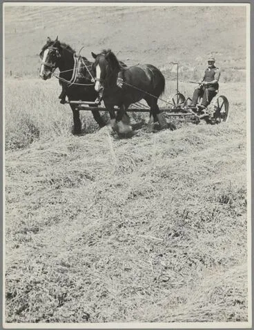 Image: Man and plough horses at work in field, Waipukurau