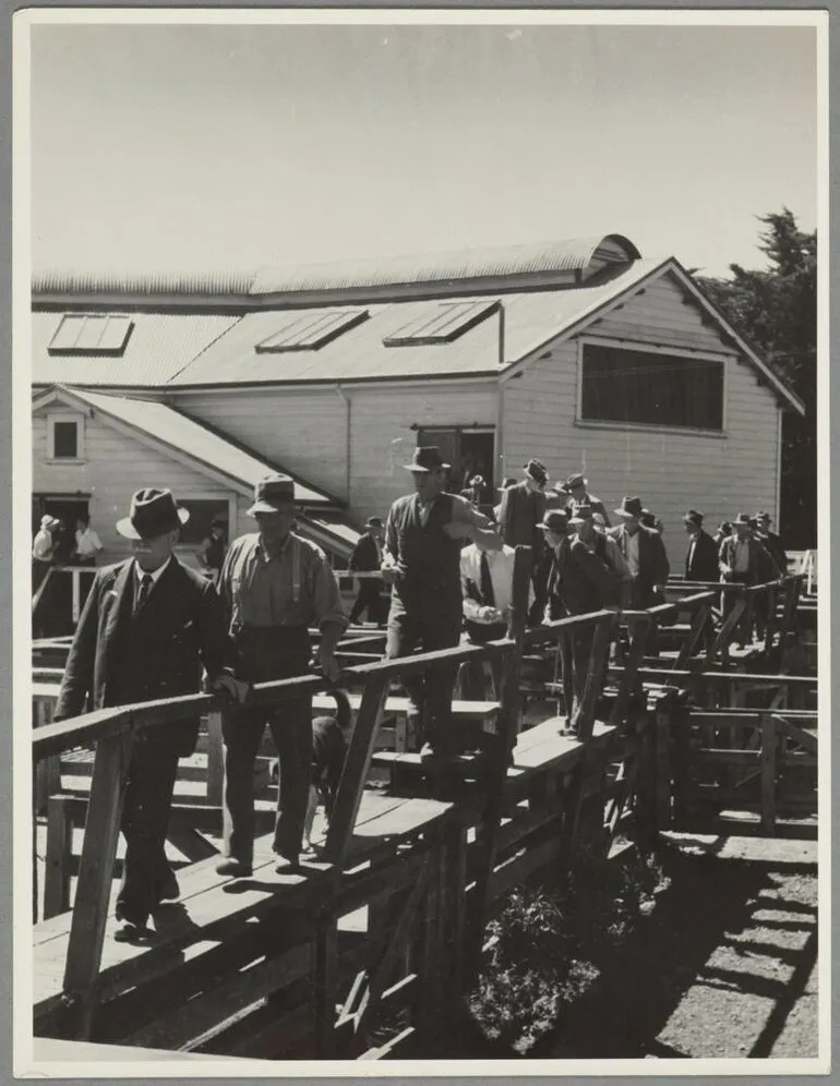 Image: Stockyards, Hawkes Bay