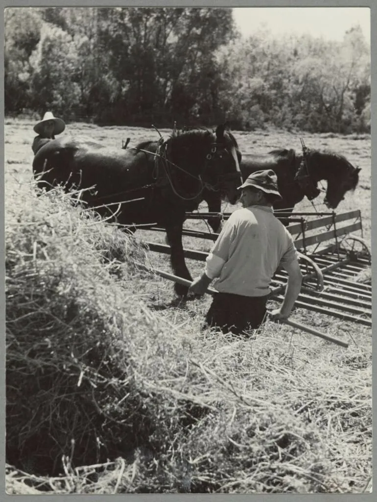 Image: Horse operated sweep bringing in load of lucerne hay, Pukeora farm, Waipukurau