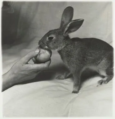 Image: Rabbit, Northland
