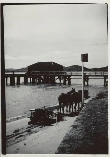 Image: Plough horses, Opononi beachfront