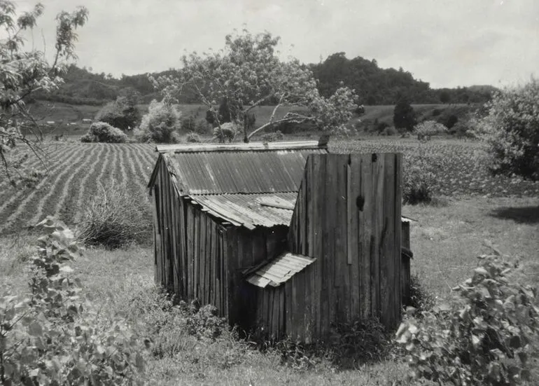 Image: Kumara Patch, Mangamuka