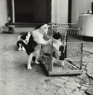 Image: Cat in a cage, Waimamaku