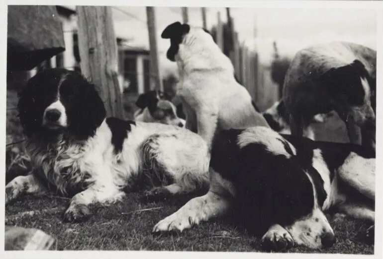Image: Dogs in the countryside