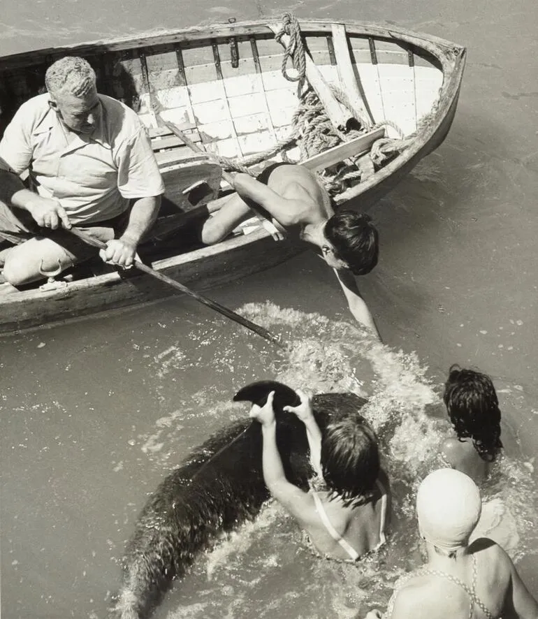 Image: Opo the dolphin, Opononi