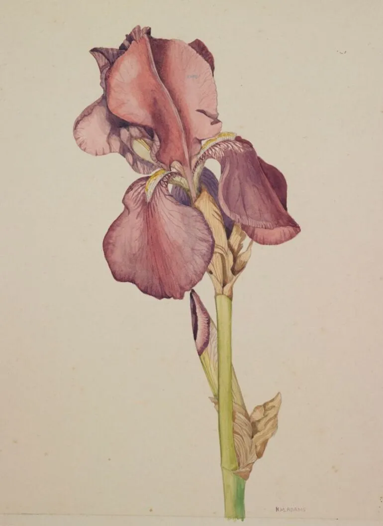 Image: Watercolour painting of a bearded Iris