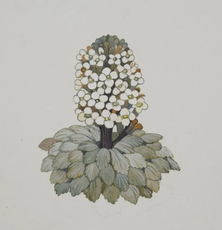 Image: Watercolour illustration of the penwiper (Notothlaspi rosulatum), published on page 20 of 'Mountain Flowers in New Zealand'.