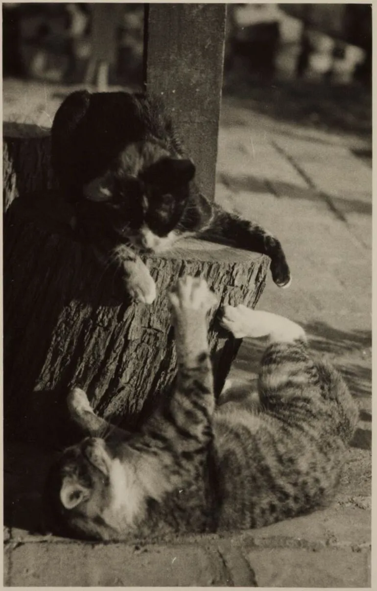 Image: Two cats at play, Waimamaku