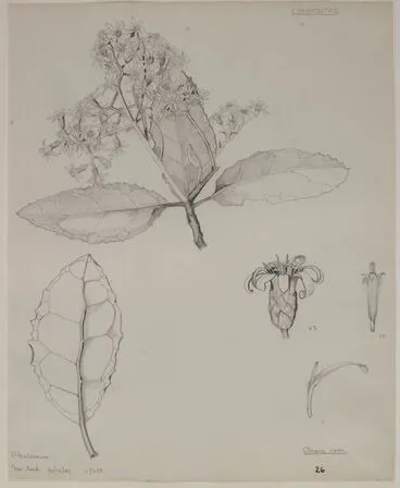 Image: Asteraceae - Olearia rani