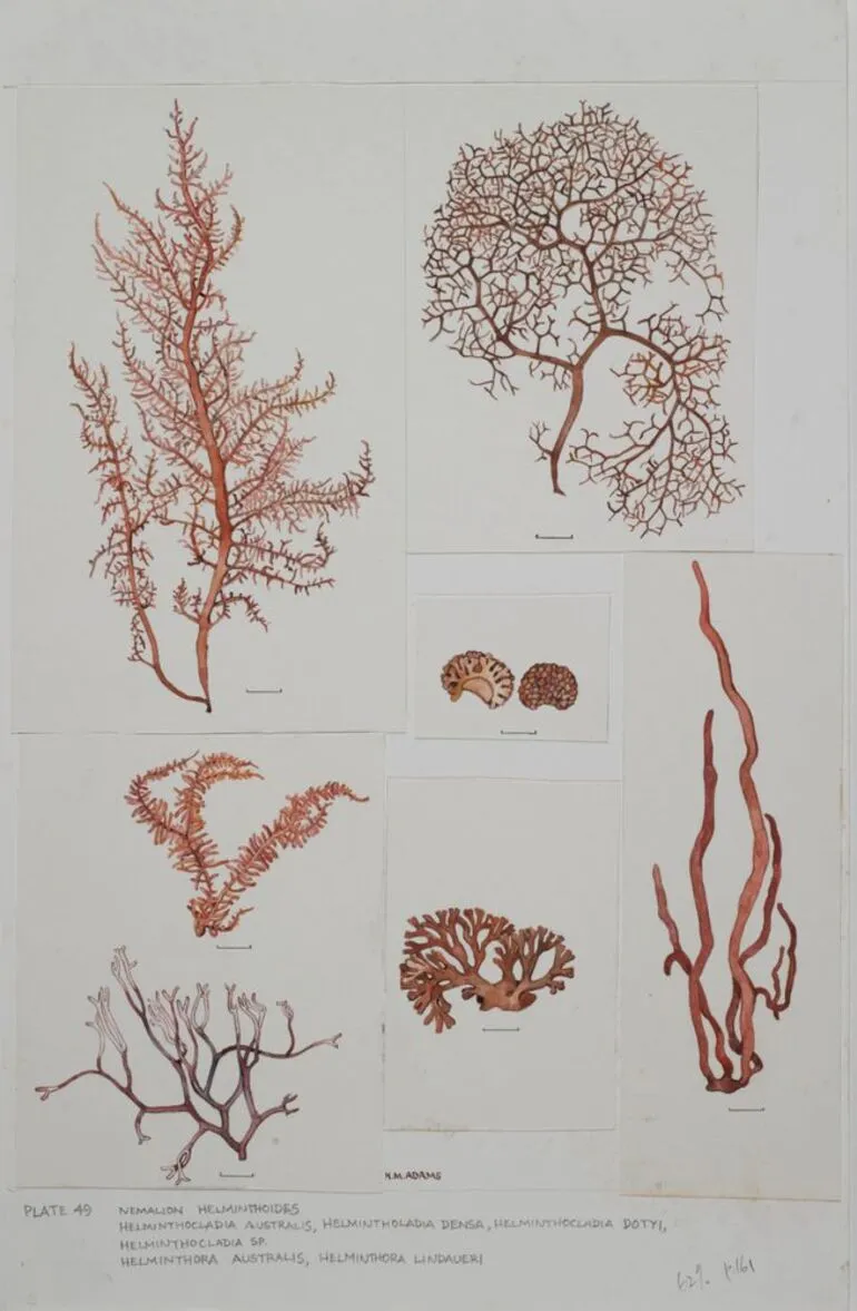 Image: Watercolour illustration of Helminthocladia seaweed specimens, Plate 49 from 'Seaweeds of New Zealand'