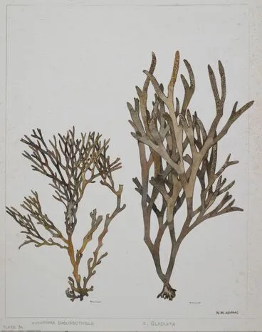 Image: Watercolour illustration of Xiphophora seaweed specimens, Plate 36 from 'Seaweeds of New Zealand'