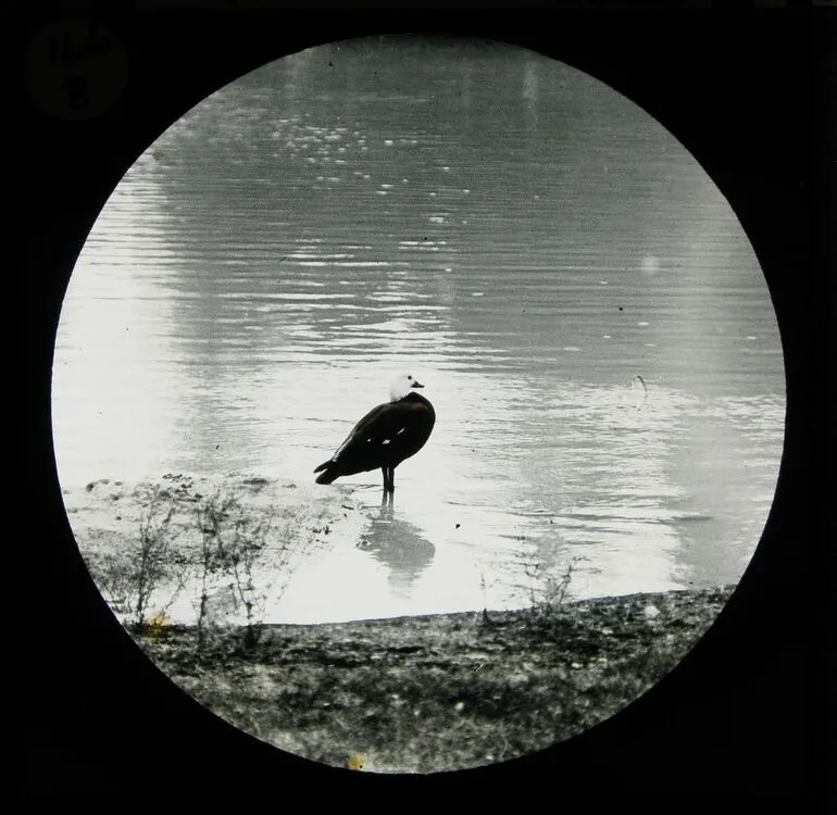 Image: Paradise Duck, Rotorua