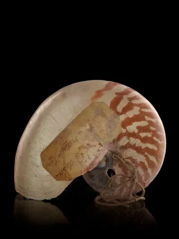Image: Nautilus shell