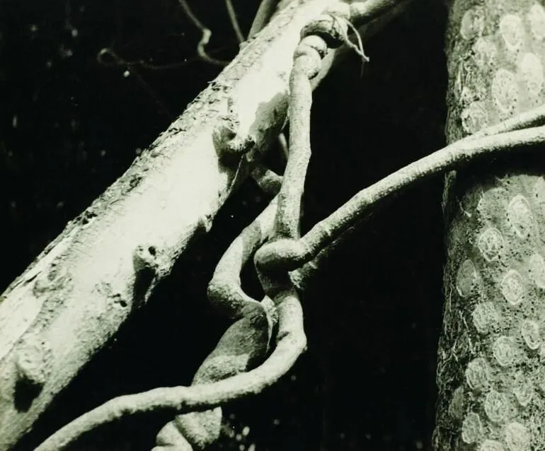 Image: "Untitled photograph" (Organic form, grey on black)