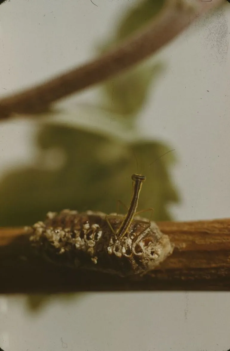 Image: Young Mantis just hatching from egg case