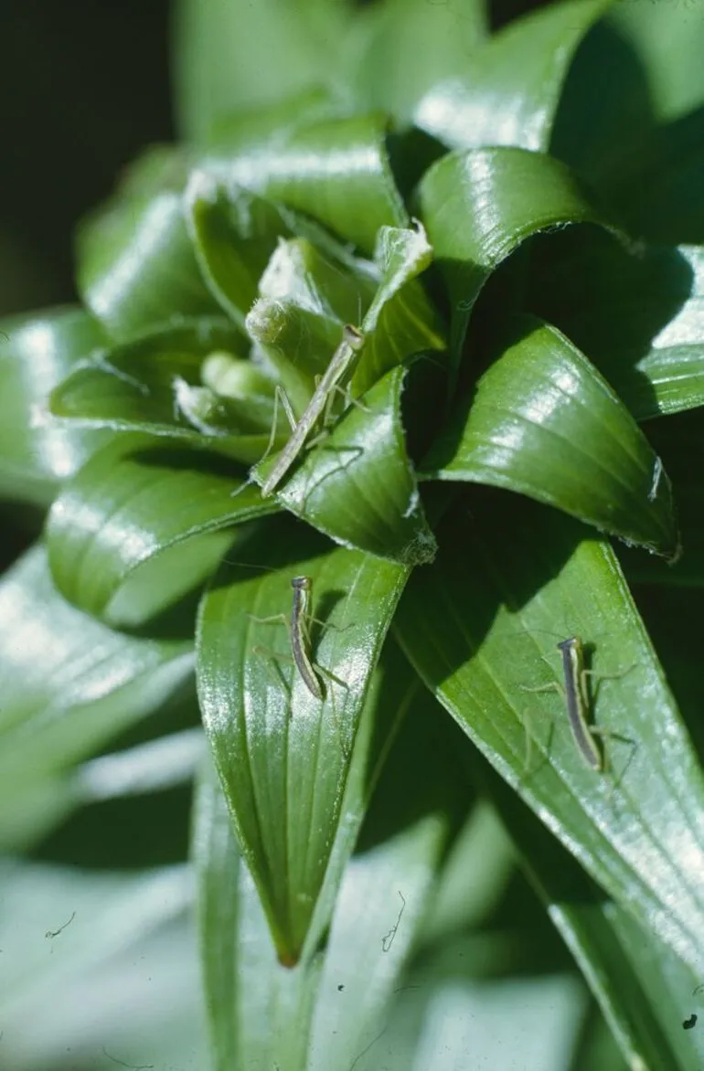 Image: Young Mantis