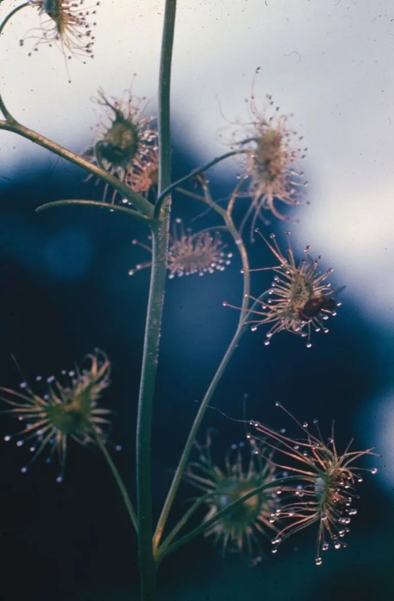 Image: Small fruit fly on insectivorous Sundew (Drosophila)