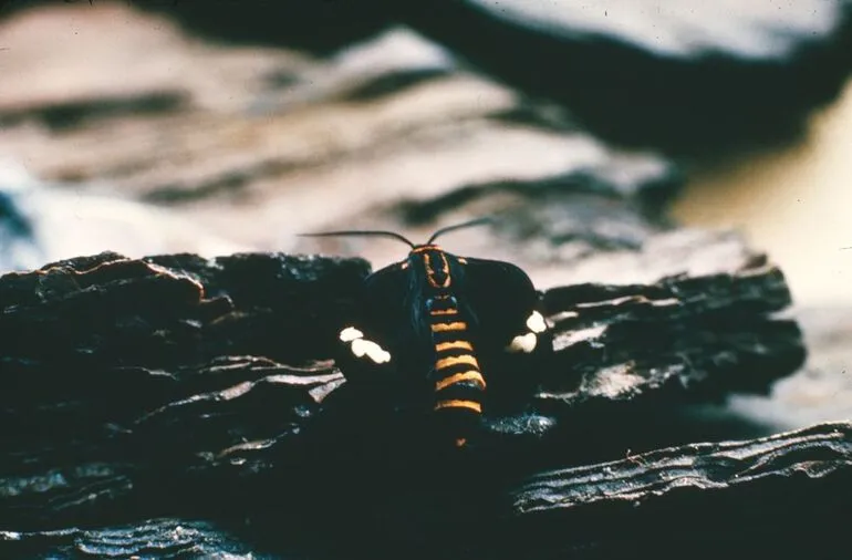 Image: Just hatched Magpie moth