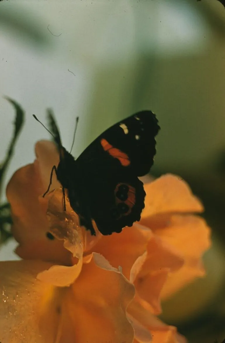 Image: Red Admiral on rose