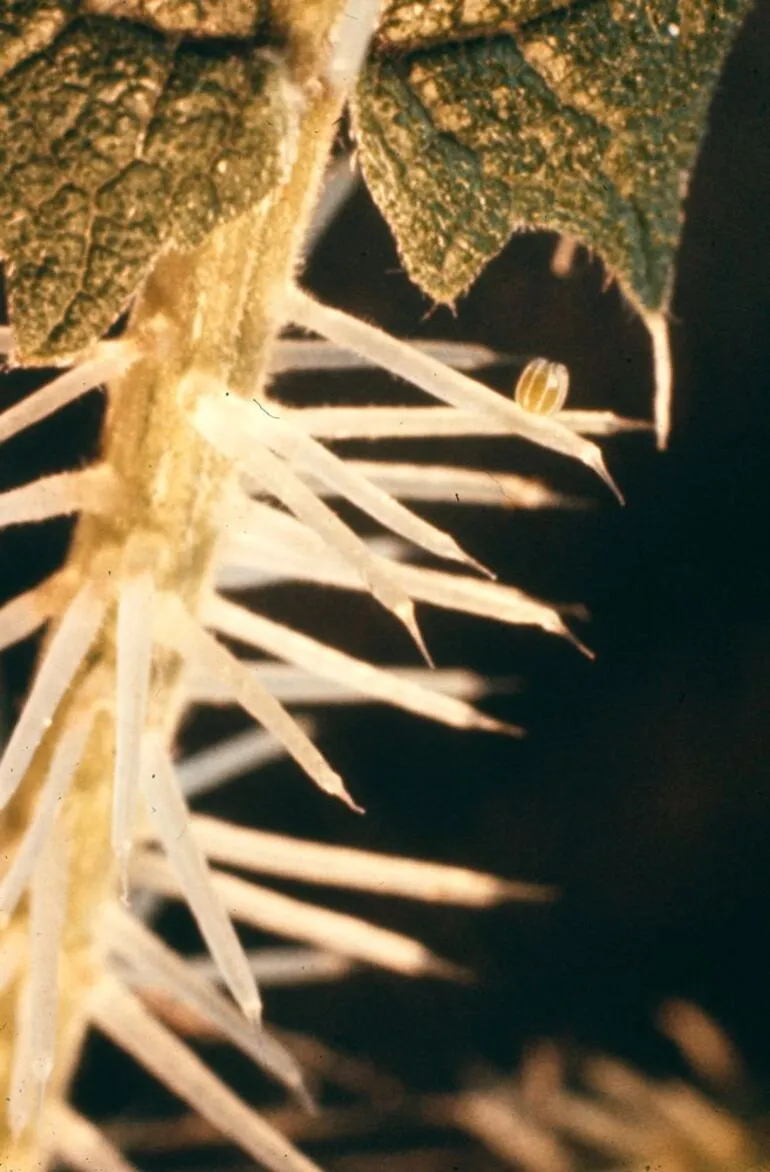 Image: Close up of stinging hair of Tree Nettle with egg of Red Admiral butterfly