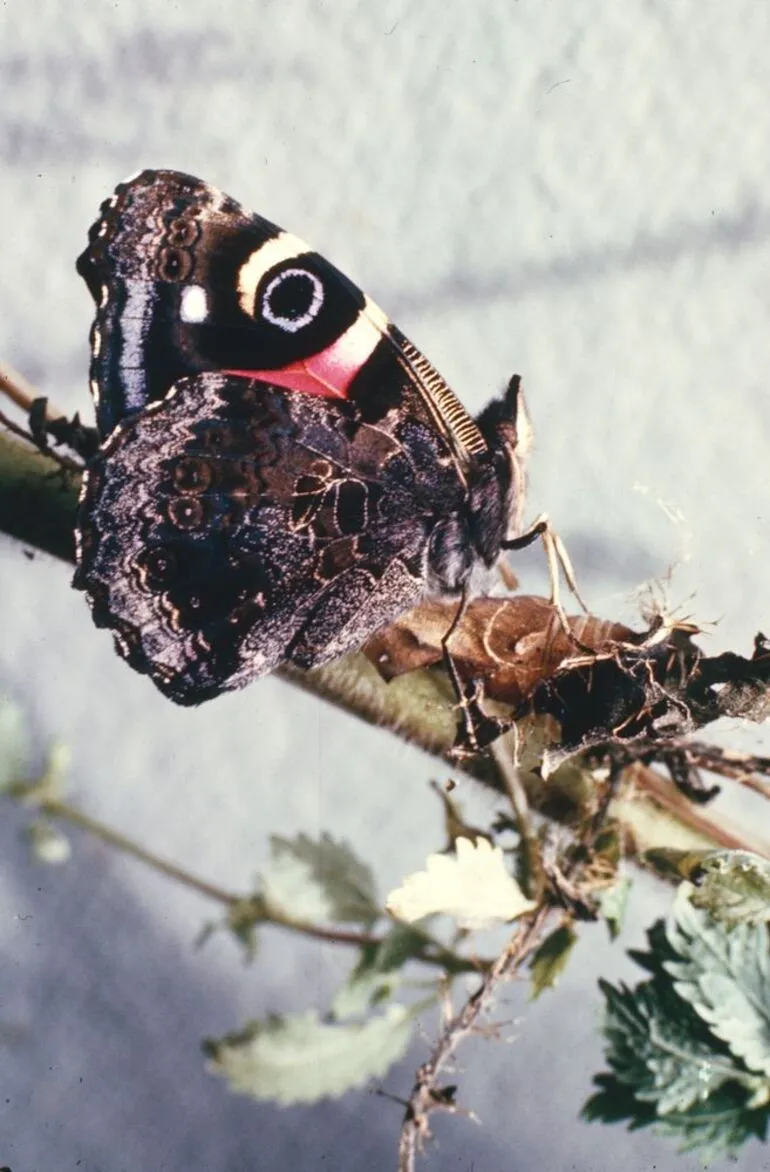 Image: Freshly hatched Red Admiral clinging to empty chrysalis