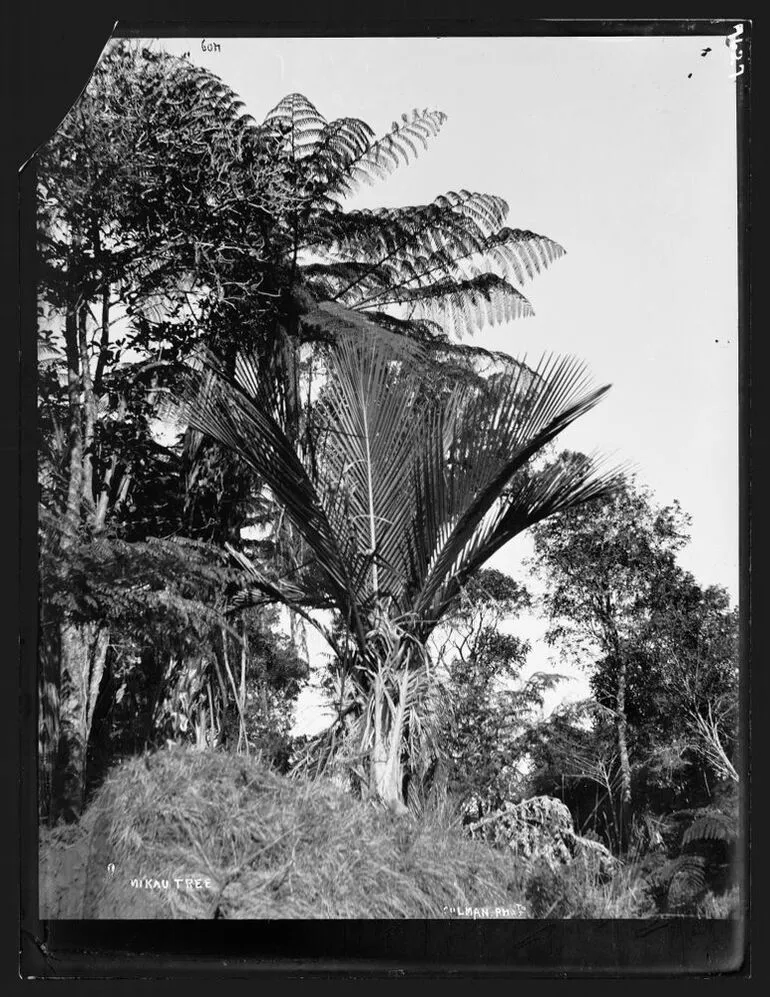Image: Nikau Palm