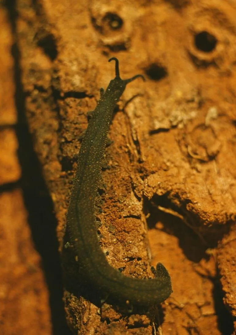 Image: Peripatus from rotten log