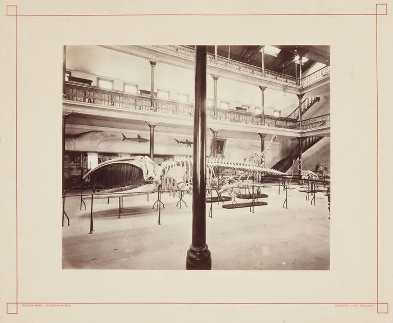 Image: Otago Museum, interior