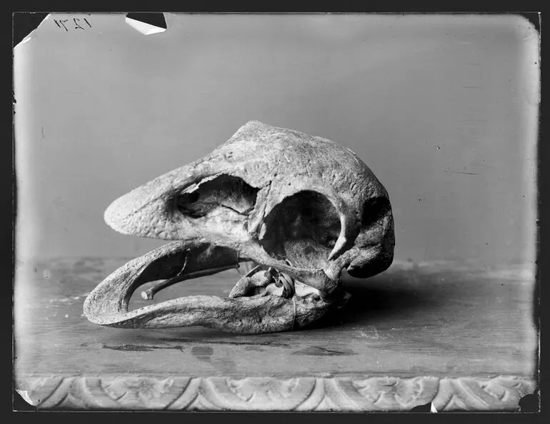 Image: Moa skull