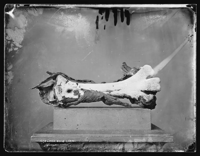 Image: Moa bone and skin