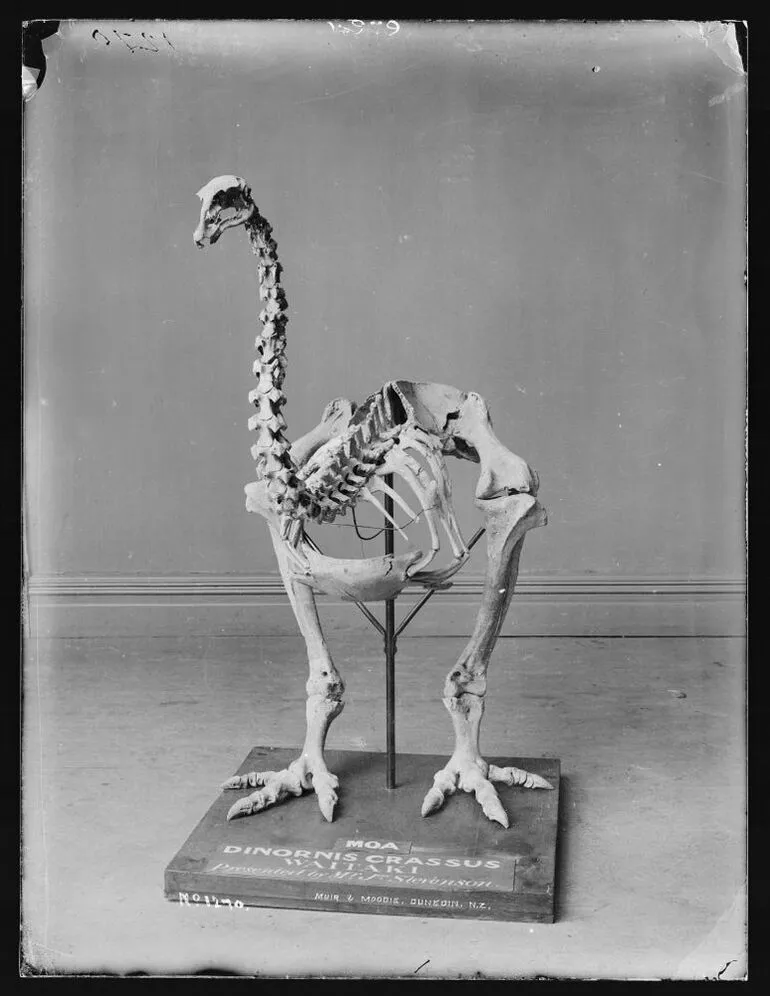 Image: Moa skeleton