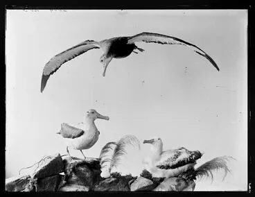 Image: [Albatross, group]