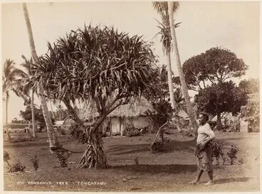 Image: Pandanus Tree - Tongatabu [Tongatapu]