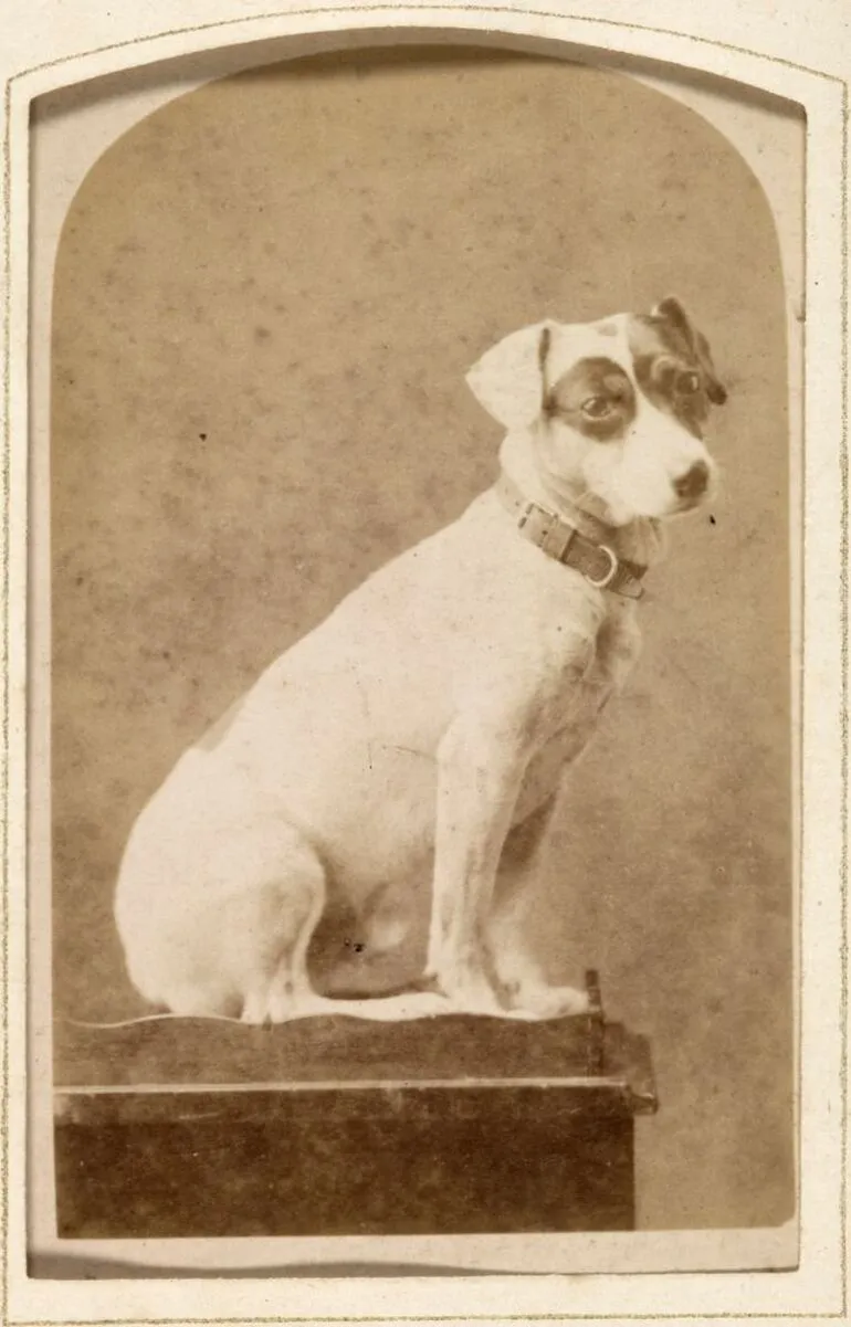 Image: Small dog