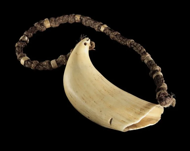 Image: Tabua (Ceremonial whale tooth)