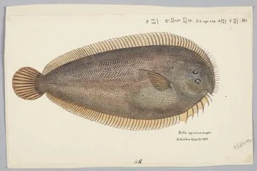 Image: Peltorhamphus novaezeelandiae (NZ) : New Zealand sole