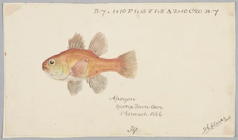 Image: Vincentia conspera (Tas) : Southern Cardinalfish